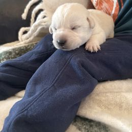 Third pick male- RESERVED - Yellow male Labrador Retriever puppy in Isanti, Minnesota from Four Corners Family Labs