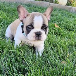 French Bulldog Puppies from JOLYNN Mecham