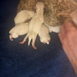 Female 2 - Champagne female Maltipoo puppy in Paden, Oklahoma from Logan's Perfect Puppies