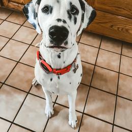Dalmatian All Grown Up from Gateway Farm Dalmatians