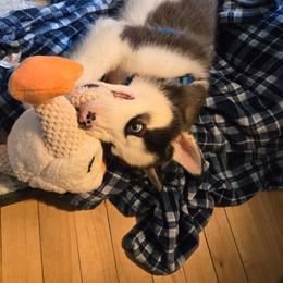 Siberian Husky Puppies from Glacier Run Huskies