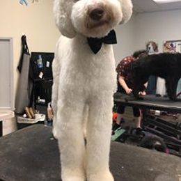 Goldendoodle, Poodle, and Sheepadoodle All Grown Up from Brewer's Goldendoodles & Sheepadoodles