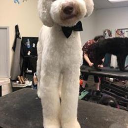Goldendoodle, Poodle, and Sheepadoodle All Grown Up from Brewer's Goldendoodles & Sheepadoodles