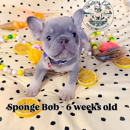 Sponge Bob - Tricolors male French Bulldog puppy in Strunk, Kentucky from Waters Edge French Bulldogs LLC