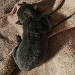 Tbd - Black male Schipperke puppy in Randsburg, California from Light's Family Farm & Schipperke Ranch