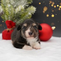FLUFFY COAT-GINGY - Black and tan male Pembroke Welsh Corgi puppy in Berea, Kentucky from SunShine Corgis