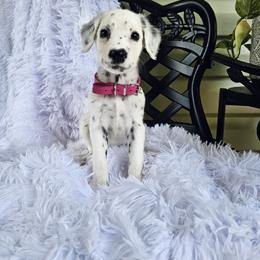 Pink - White and black female Dalmatian puppy in Gray, Georgia from Fuller Spots