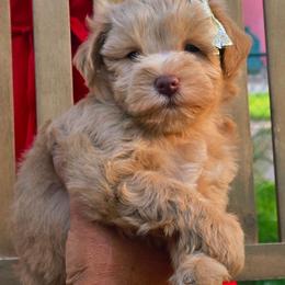 Shakira - Wheaten female Miniature Schnauzer puppy in Texas from Blue Rose's Schnauzers