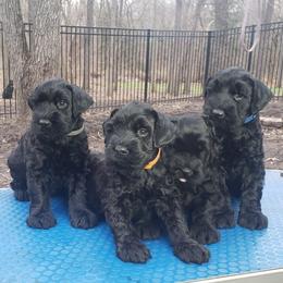 Giant Schnauzer Puppies from Valour's Giants