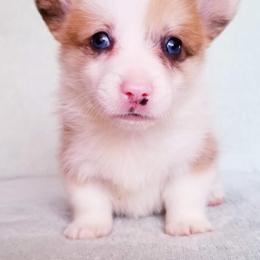 American Corgi and Pembroke Welsh Corgi Puppies from Whimsical Treasure Corgis