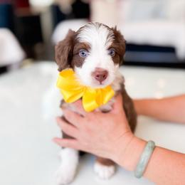 Chip-Yellow - Brown and white male Bernedoodle puppy in Ontario, California from Teddy Doodles & Standard Poodles