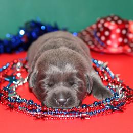 Bouquet - Black male Labrador Retriever puppy in Morrilton, Arkansas from Ancient Dogges Performance Dogs