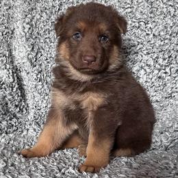 Trouble - Liver female German Shepherd puppy in New Cambria, Missouri from Des Hausraben Shepherds