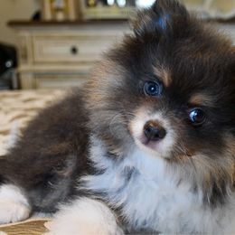 Boy 1 - Blue male Pomeranian puppy in Jamestown, California from Park Avenue Poms