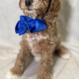 Cockapoo and Goldendoodle Puppies from Jax Doodles