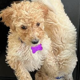 NINO - Australian Labradoodle puppy in Upper Marlboro, Maryland from Oodles of Doodles