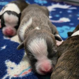 Titus - Blue brindle male American Staffordshire Terrier puppy in Clintwood, Virginia from SkyBlue Kennel