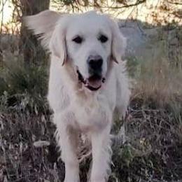 Gemma - Golden Retriever