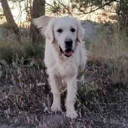 Gemma - Golden Retriever