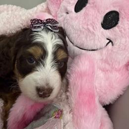 Frida Brown eyes - Chocolate merle female Bernedoodle puppy in St. Cloud, Florida from Bernedoodle Farm