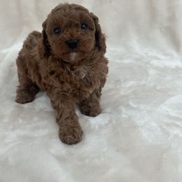 Autumn AKC Toy Poodle - Red  female Poodle puppy in Saratoga Springs, Utah from Corrington Curls
