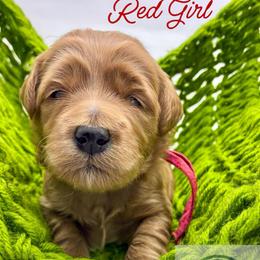 Red Girl - Red  female Goldendoodle puppy in Travelers Rest, South Carolina from Bailey Mountain Doodles