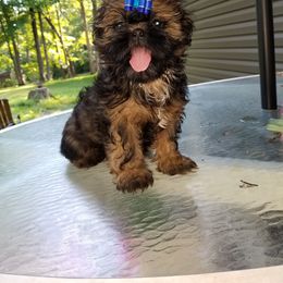 Shih Tzu Puppies from Cutie Pie Shih Tzu