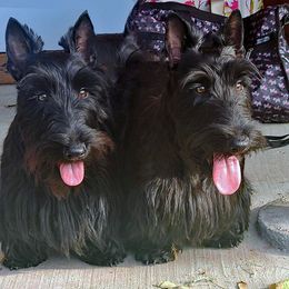 Scottish Terrier Puppies from McKinley Scots Kennel