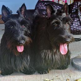 Scottish Terrier Puppies from McKinley Scots Kennel