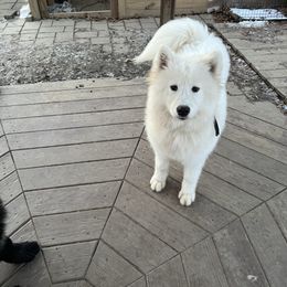 Xayah - White female Samoyed puppy in Lorain, Ohio from Stirling Silver Samoyeds
