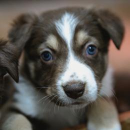 Orange Girl - White and red merle female Border Collie puppy in Shelbyville, Tennessee from C Horns Ranch Border Collies