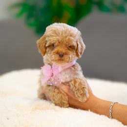 Belle - Red  female Goldendoodle puppy in Fort Myers, Florida from Corgis & Doodles