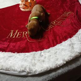 Light Green - Golden rust male Vizsla puppy in Maineville, Ohio from Izabella Vizslas