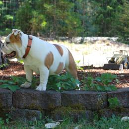 Bulldog and French Bulldog All Grown Up from Dejah Bleu Bulldogs
