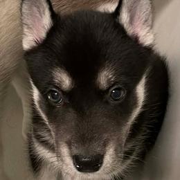 Dusk - Black and white female Siberian Husky puppy in Middlebury, Vermont from Rebel Huskys
