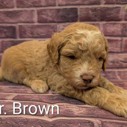 Mr Brown - Cream male Goldendoodle puppy in Lebanon, Pennsylvania from Robertson's Retrievers and Doodles