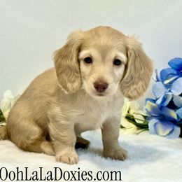 Milan - Cream female Dachshund puppy in Pleasant Hope, Missouri from Ooh La La Doxies