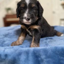 Ranger - Tri-color male Bernedoodle puppy in Waco, Texas from Blessings Pups Doodles