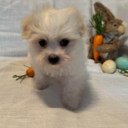 Miso - Tri-color male Coton de Tulear puppy in Avery Creek, North Carolina from AVLCOTONLOVE