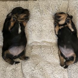 Dachshund Puppies from Pigeon Hill Dachshunds