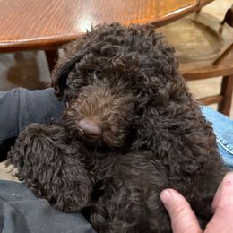 Yellow - Brown female Poodle puppy in Tecumseh, Nebraska from Double Down Doodles & Poodles