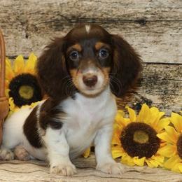 Tommy - Piebald male Dachshund puppy in Sauk Village, Illinois from Midwest Timberland Pups