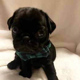 'Toad' Black boy 1 - Black male Pug puppy in Onalaska, Washington from Cupid’s Pugs