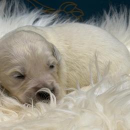 Wagyu - Light golden male Golden Retriever puppy in Oak Hill, Florida from Swingin T Ranch LLC