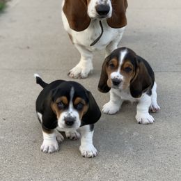 Basset Hound Puppies from Hoosier Basset Hounds