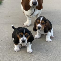 Basset Hound Puppies from Hoosier Basset Hounds