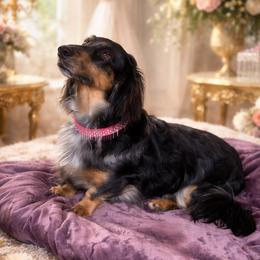 Zo Zo - Dachshund