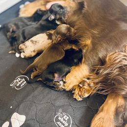 Dachshund Puppies from M&M’s Mini Dachshunds