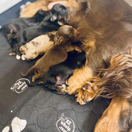 Dachshund Puppies from M&M’s Mini Dachshunds