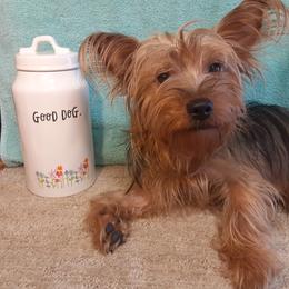 Bruce  - Yorkshire Terrier